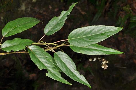 stachyurus himalaicus.